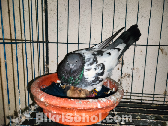 গিরিবাজ কবুতর